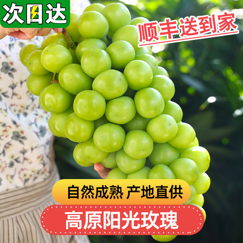现货明日达【基地头茬直采】JJ高原阳光玫瑰无籽葡萄香印青提新鲜水果4斤云南省