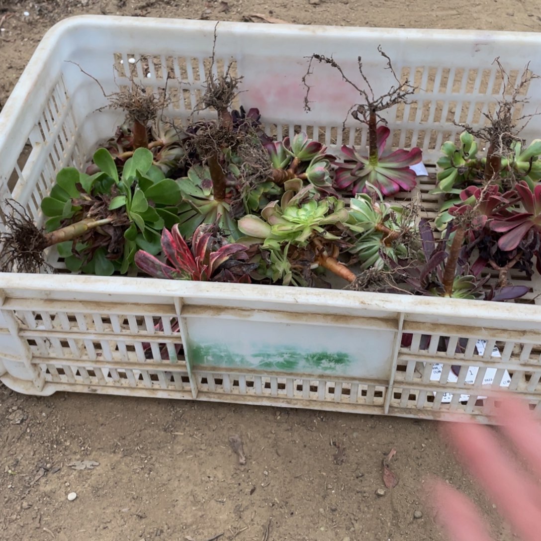12颗量不同品种法师多肉断枝不包
