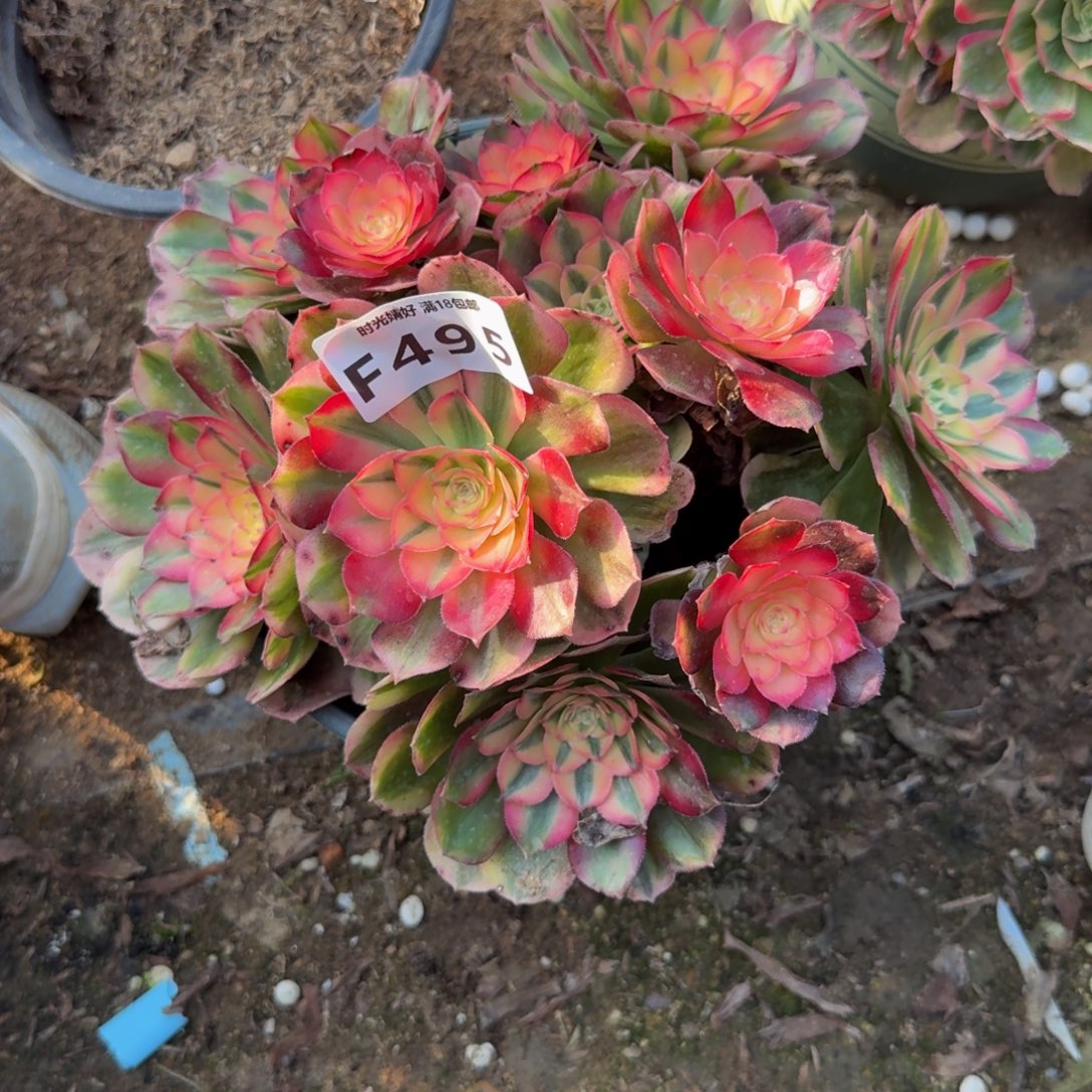 495荔枝。多肉植物