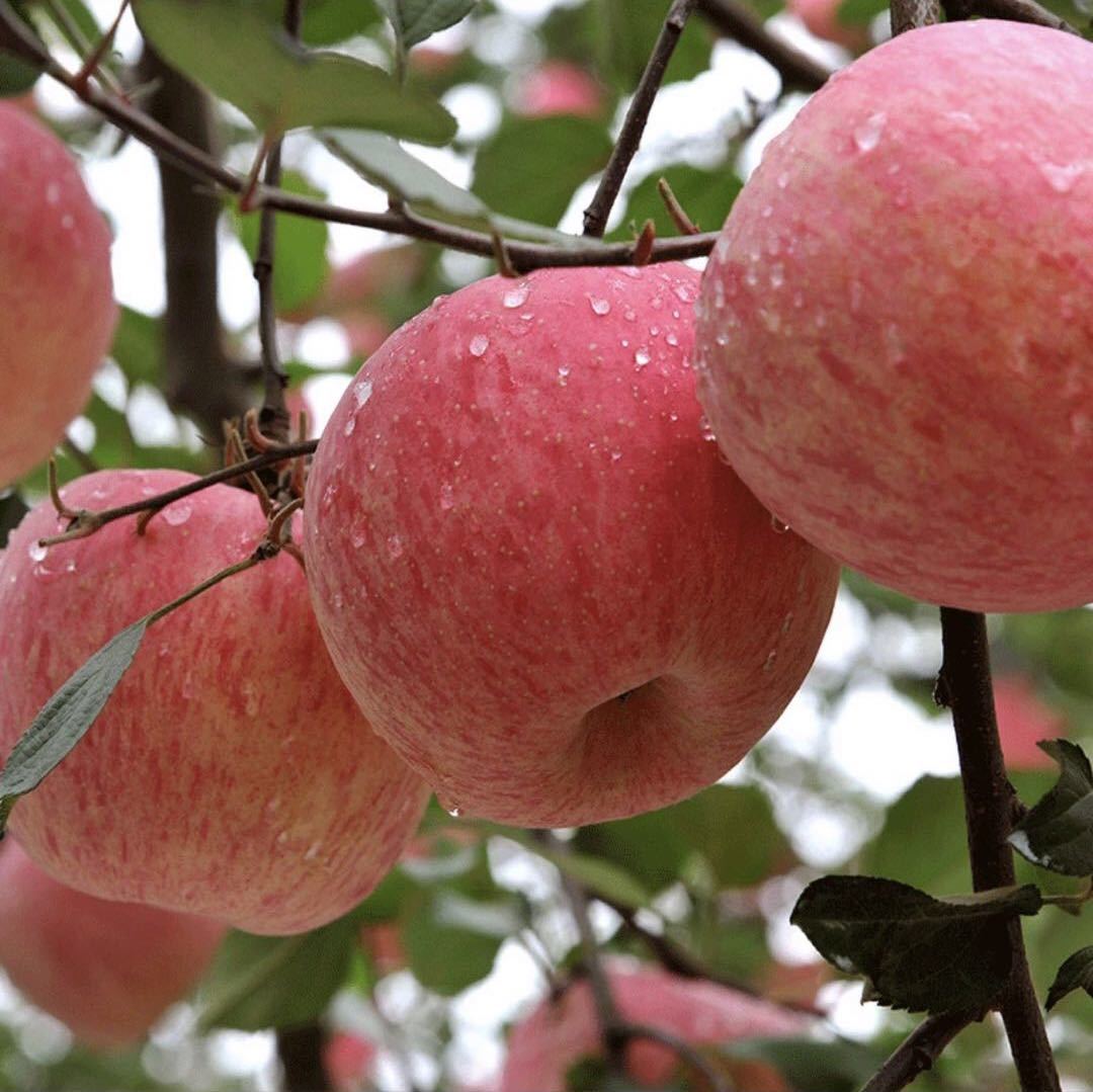 正宗烟台红富士苹果新鲜脆甜多汁产地直发