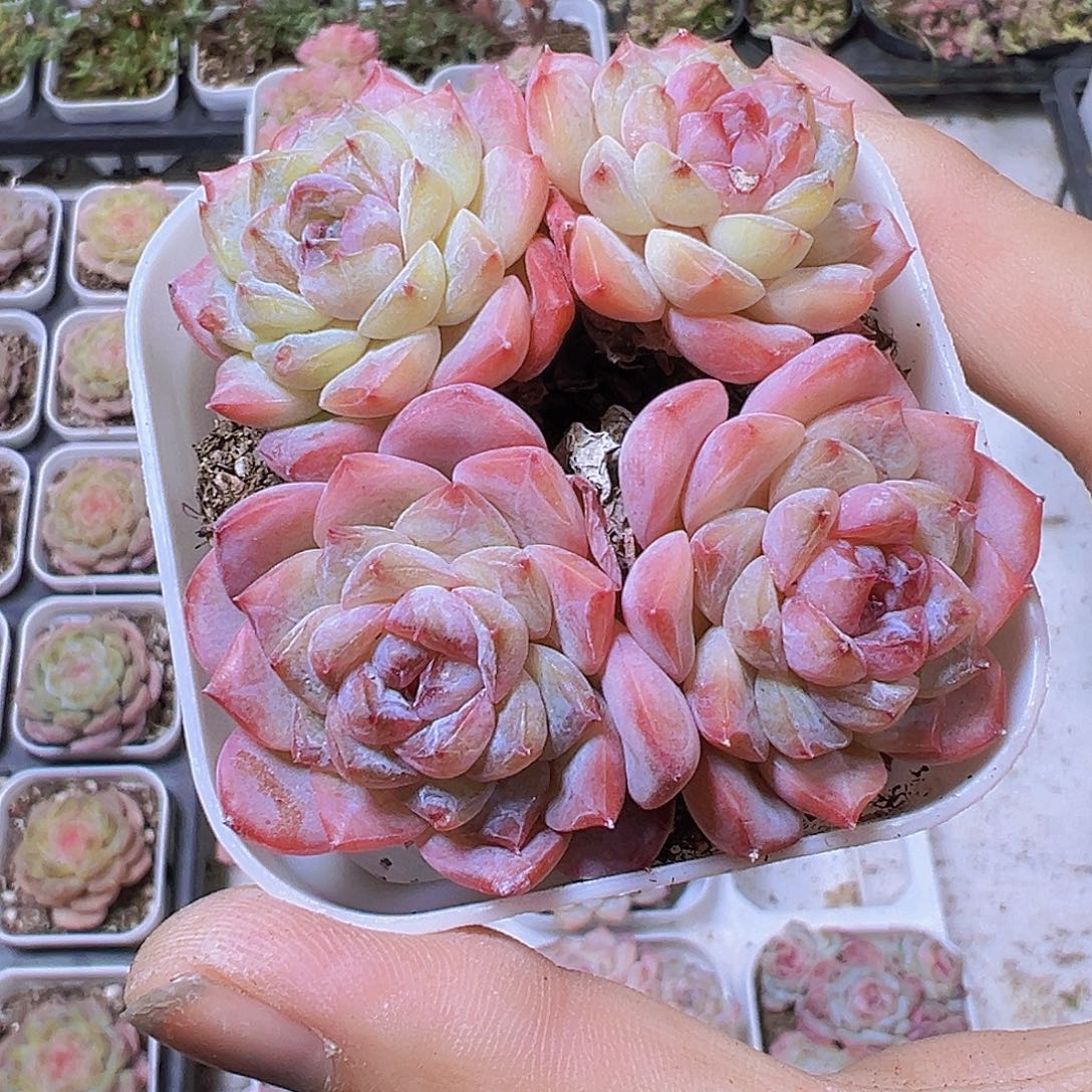 4头起冰葡萄19包邮