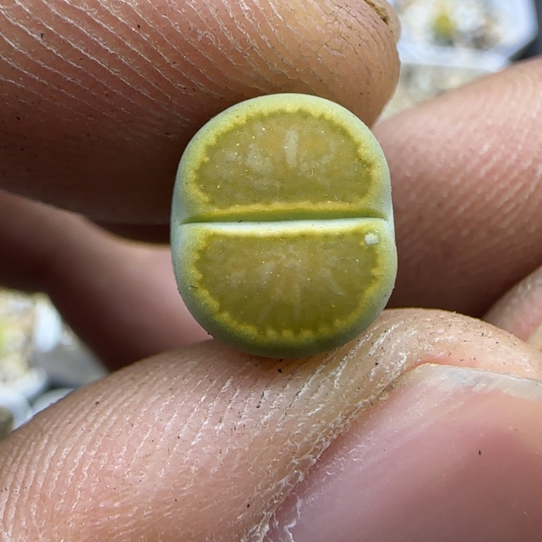 352 生石花大棚直播