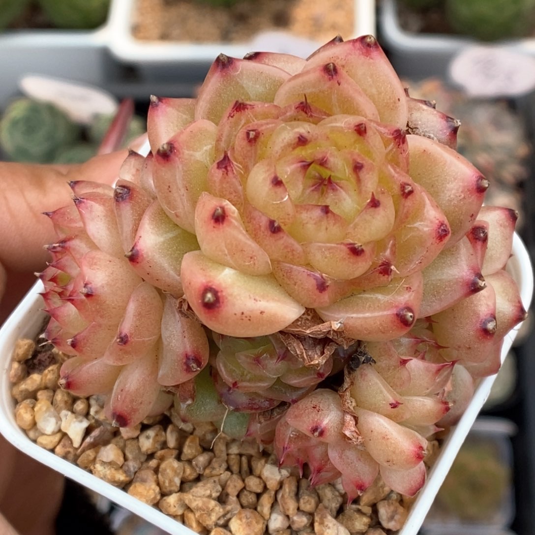 润玉珍妮可拍770号