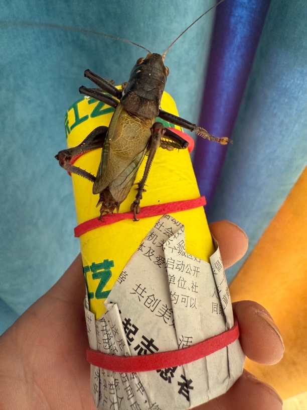 铁皮蝈蝈一个（蟋蟀科）