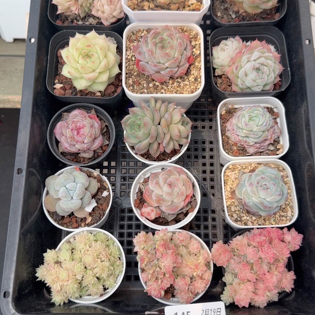 框拍框拍0219-145