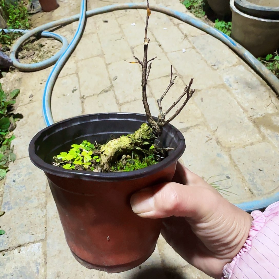 无***虫无花朵带聪聪聪聪新乡