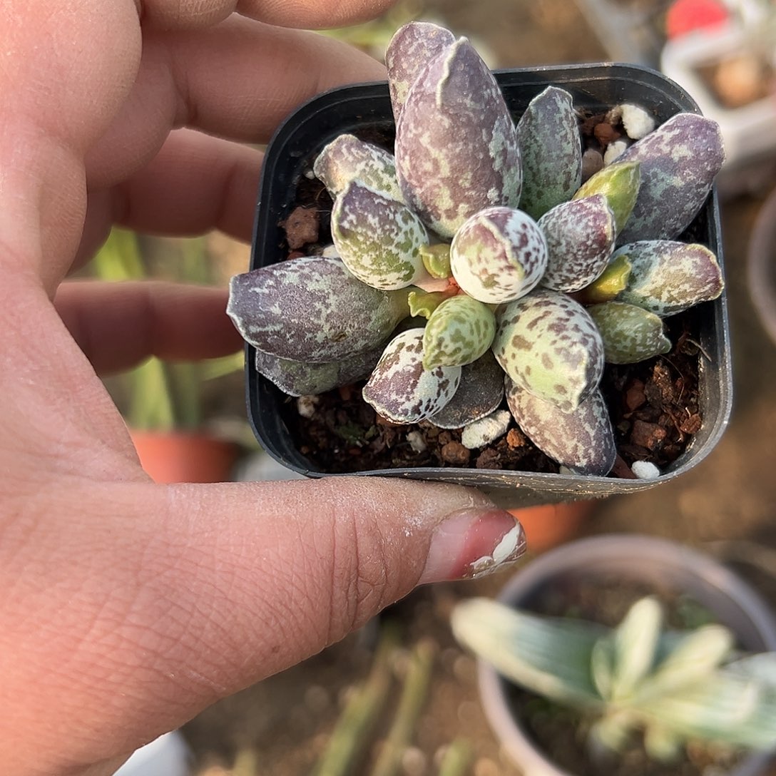 多肉植物多肉植物