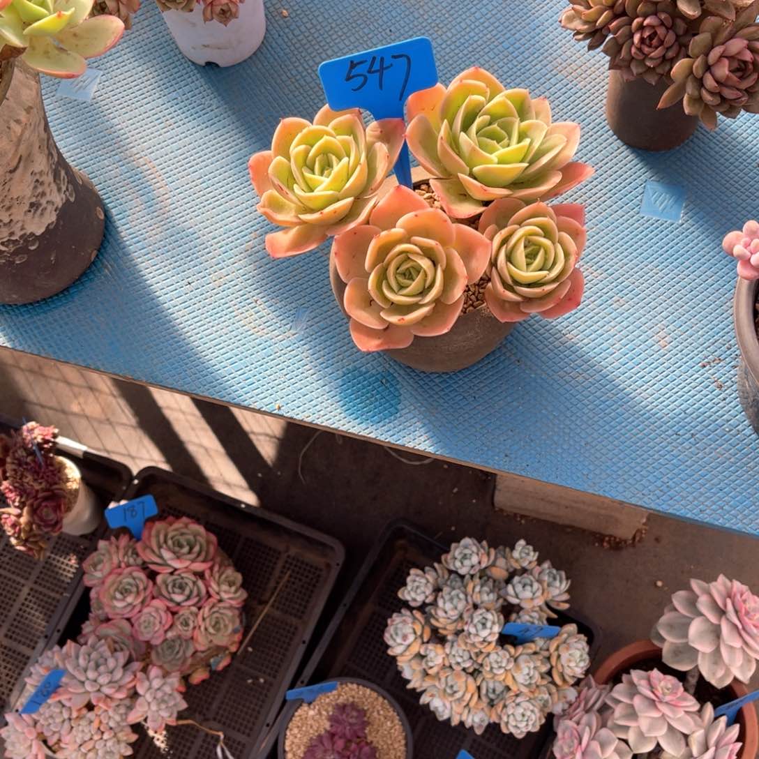 太***547星娜塔多肉植物