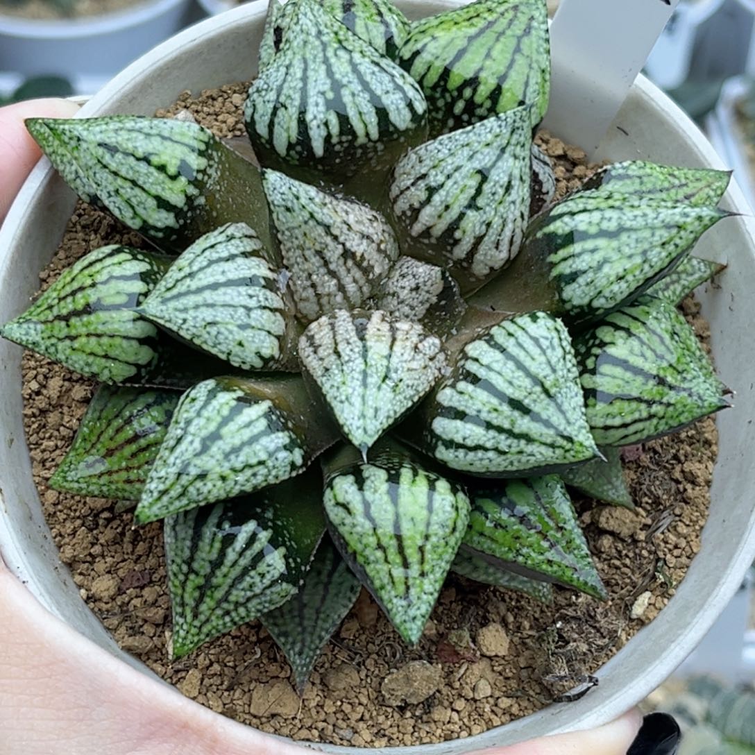 102深海白银带仔福利专场