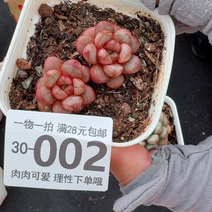 葡萄多肉多肉植物多肉多