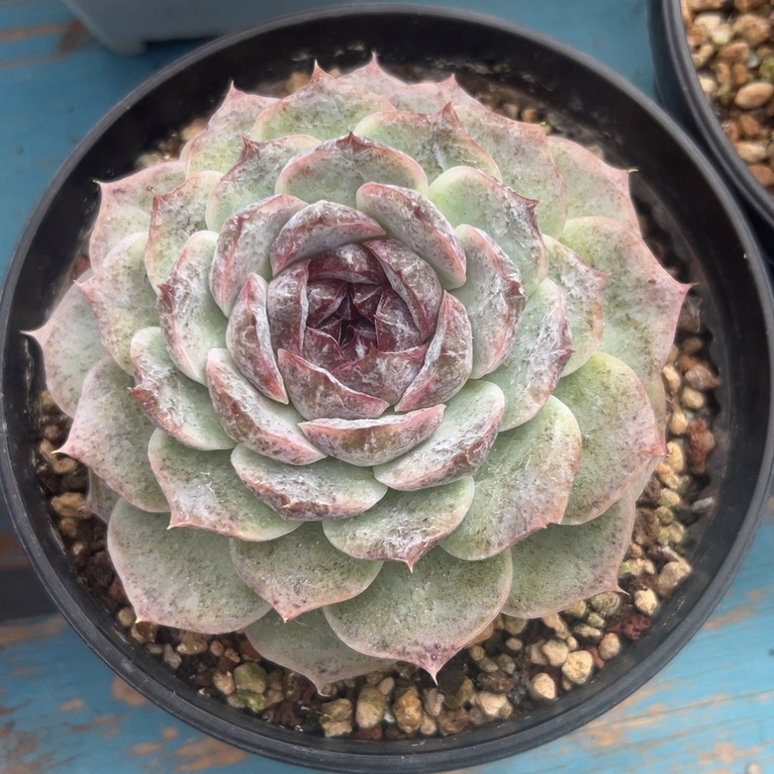 一物一拍，38包邮！27