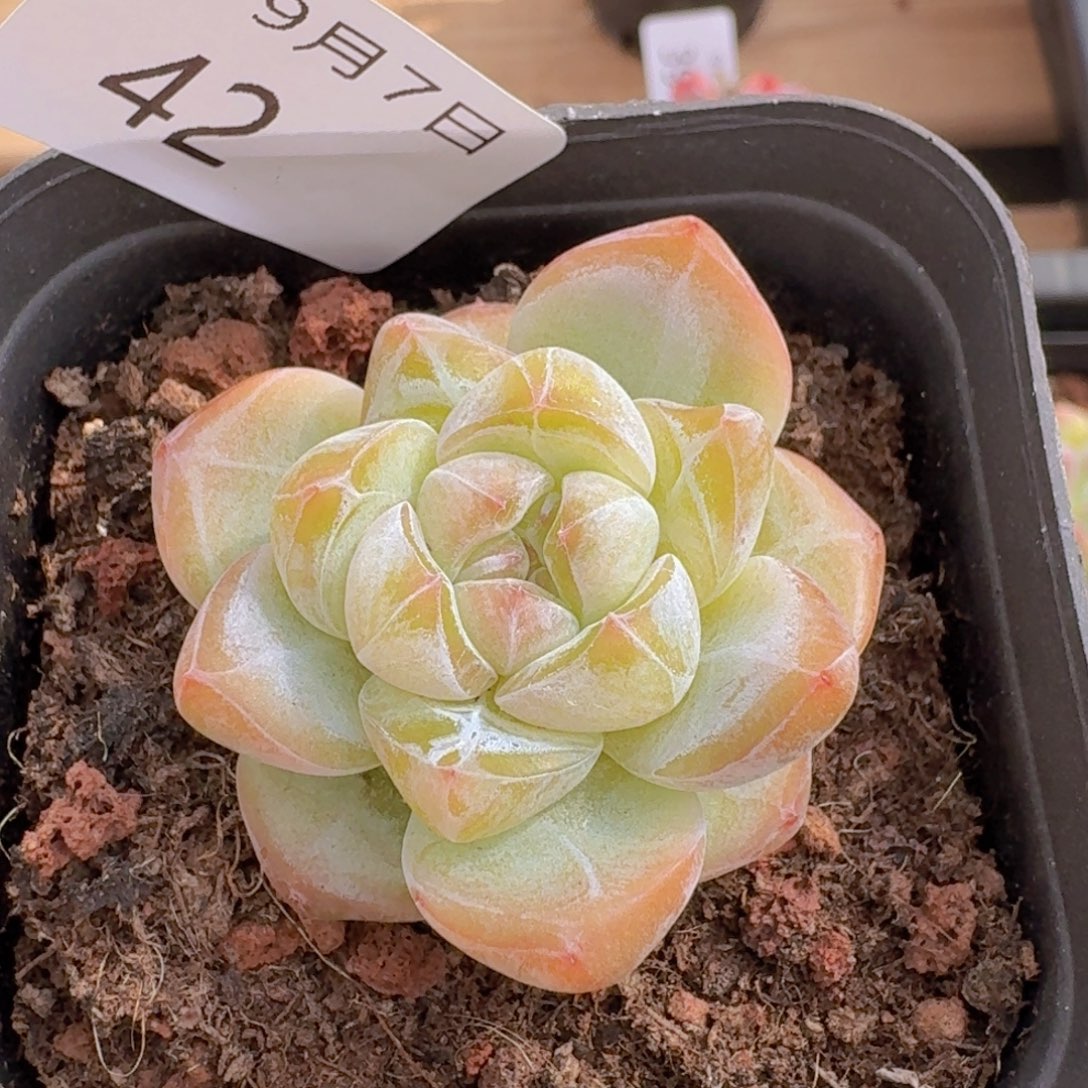 甜心宝贝单头一颗