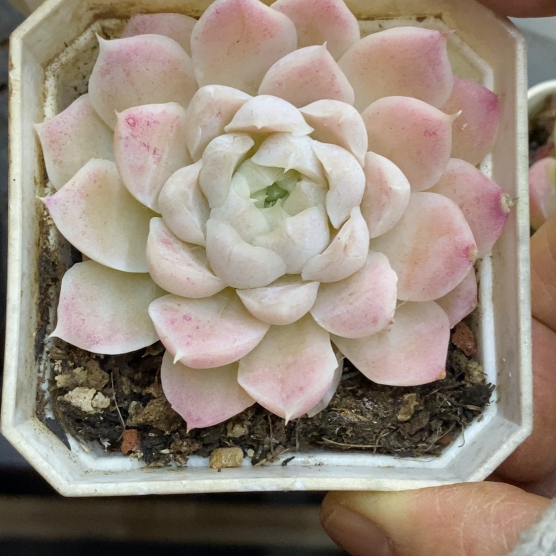 精品多肉一物一拍不包整98