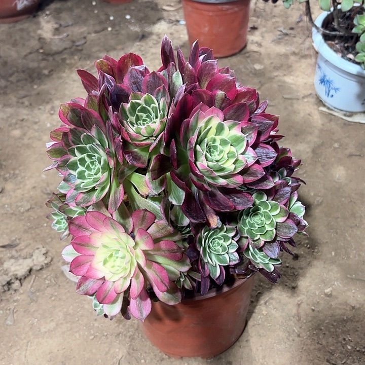 水**成多肉植物莲花座125