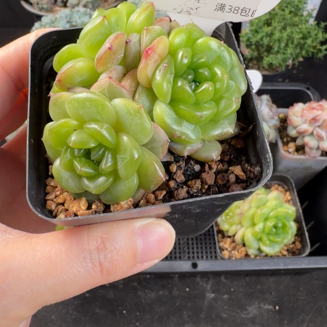 长乐珍妮三头群76号