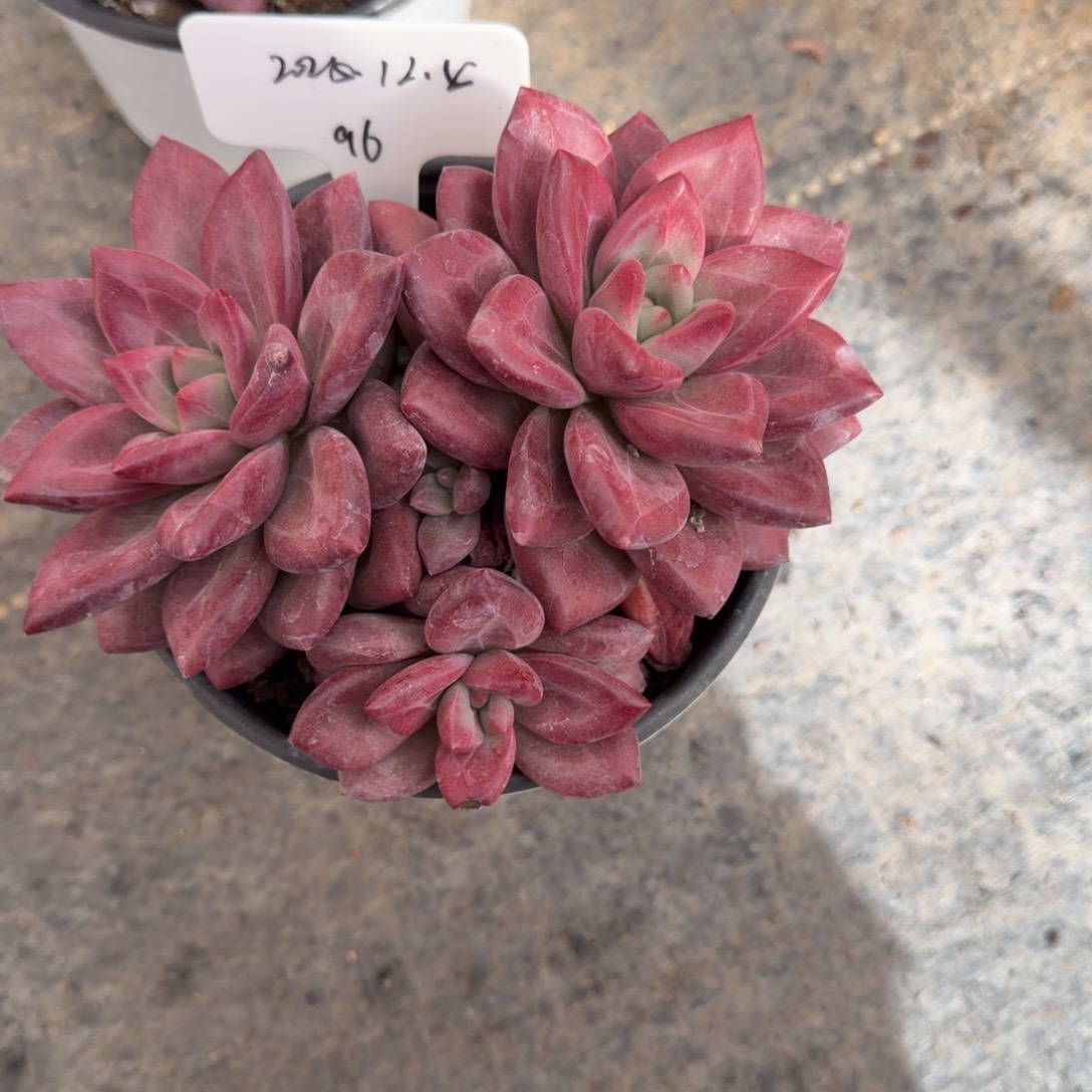 一物一拍精控赫菲斯托96