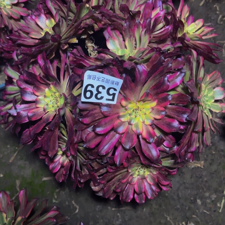 雪姬花29-17包邮花花