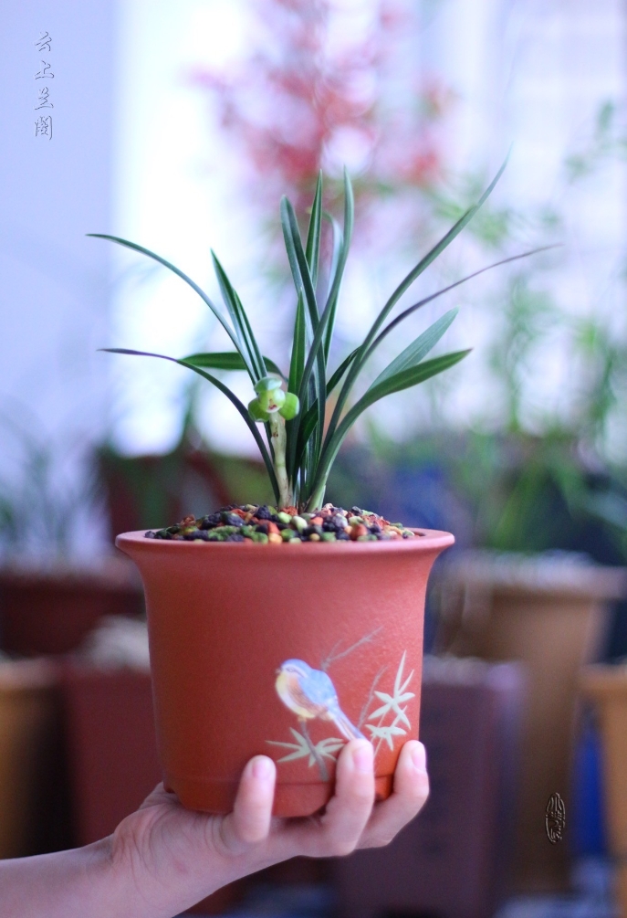 【春兰翠盖荷】包三个月售后 终身对版