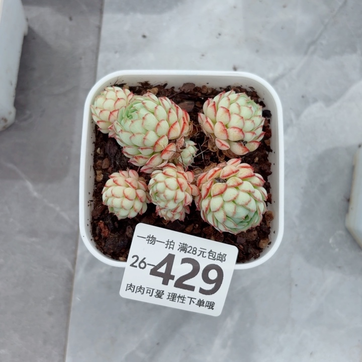 小红船无盆土发货多肉