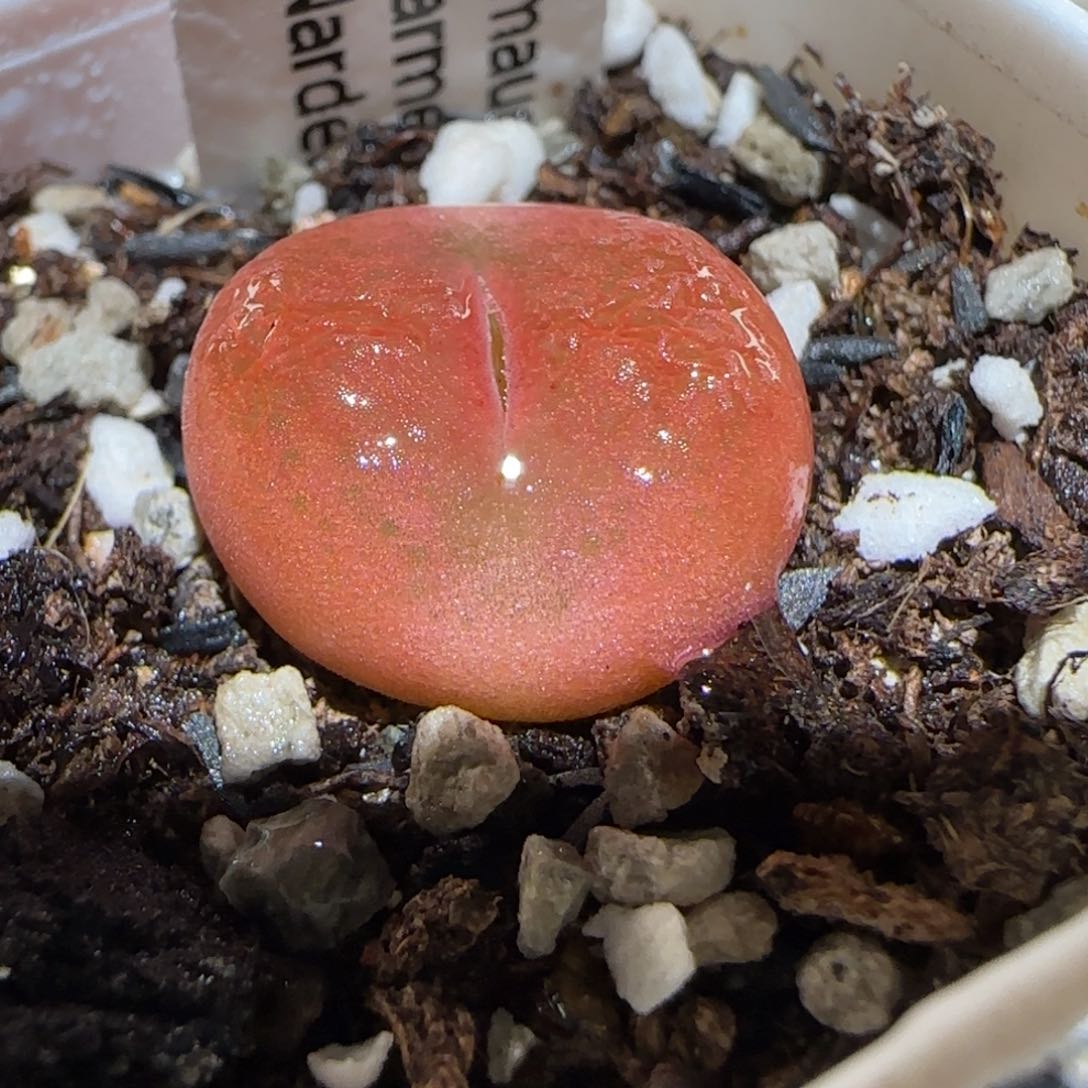 肉锥多肉植物百科25-水蜜桃790