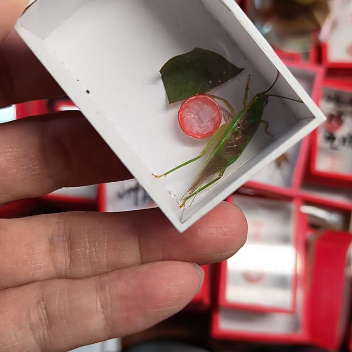 新到野生霍氏全品一条