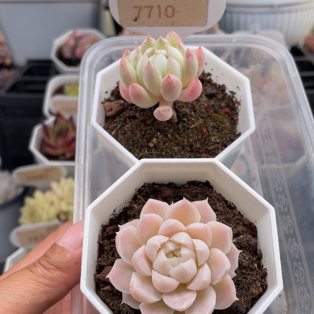 酥***明珠白月影7710-3.5-4.0厘米