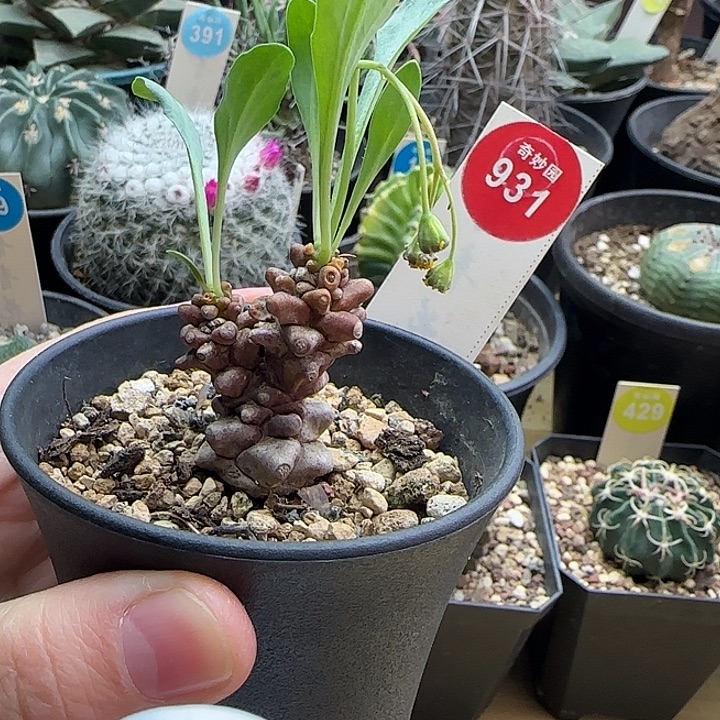 蛮鬼塔一棵355806680