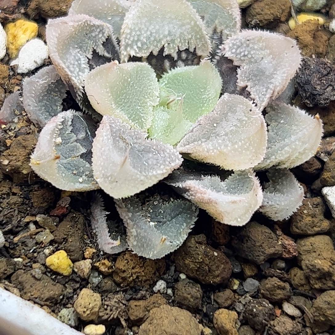 白帝城全窗白帝城十二卷