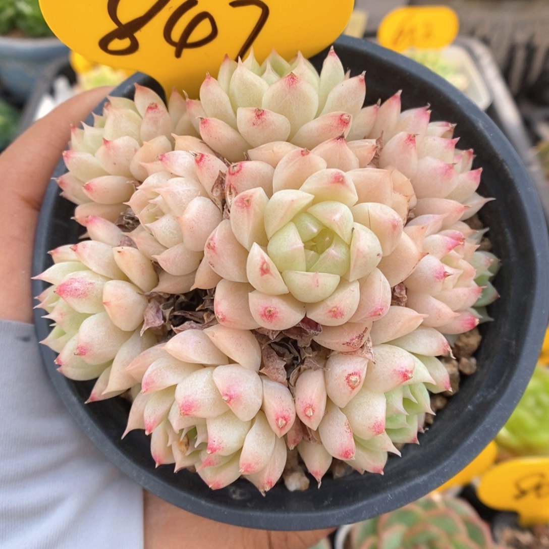 麦秆群生可拍847号。    