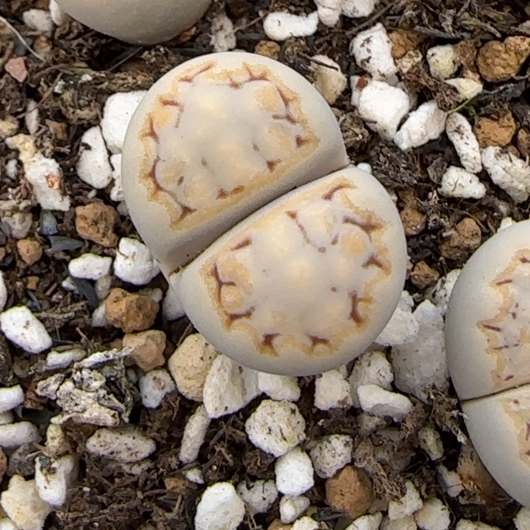 12.9.c215饼干.9090