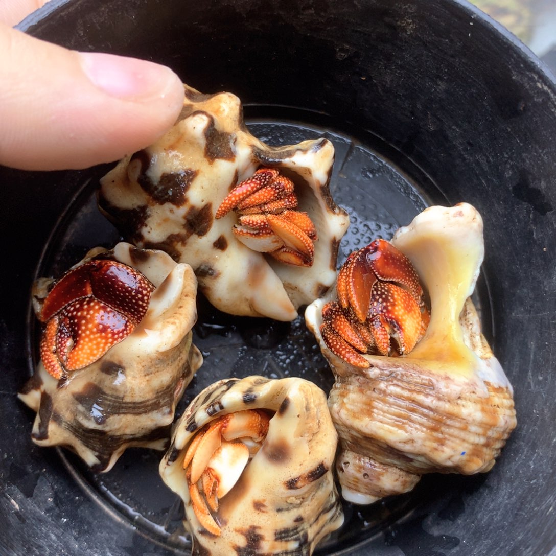 a1四只小黑莓组合