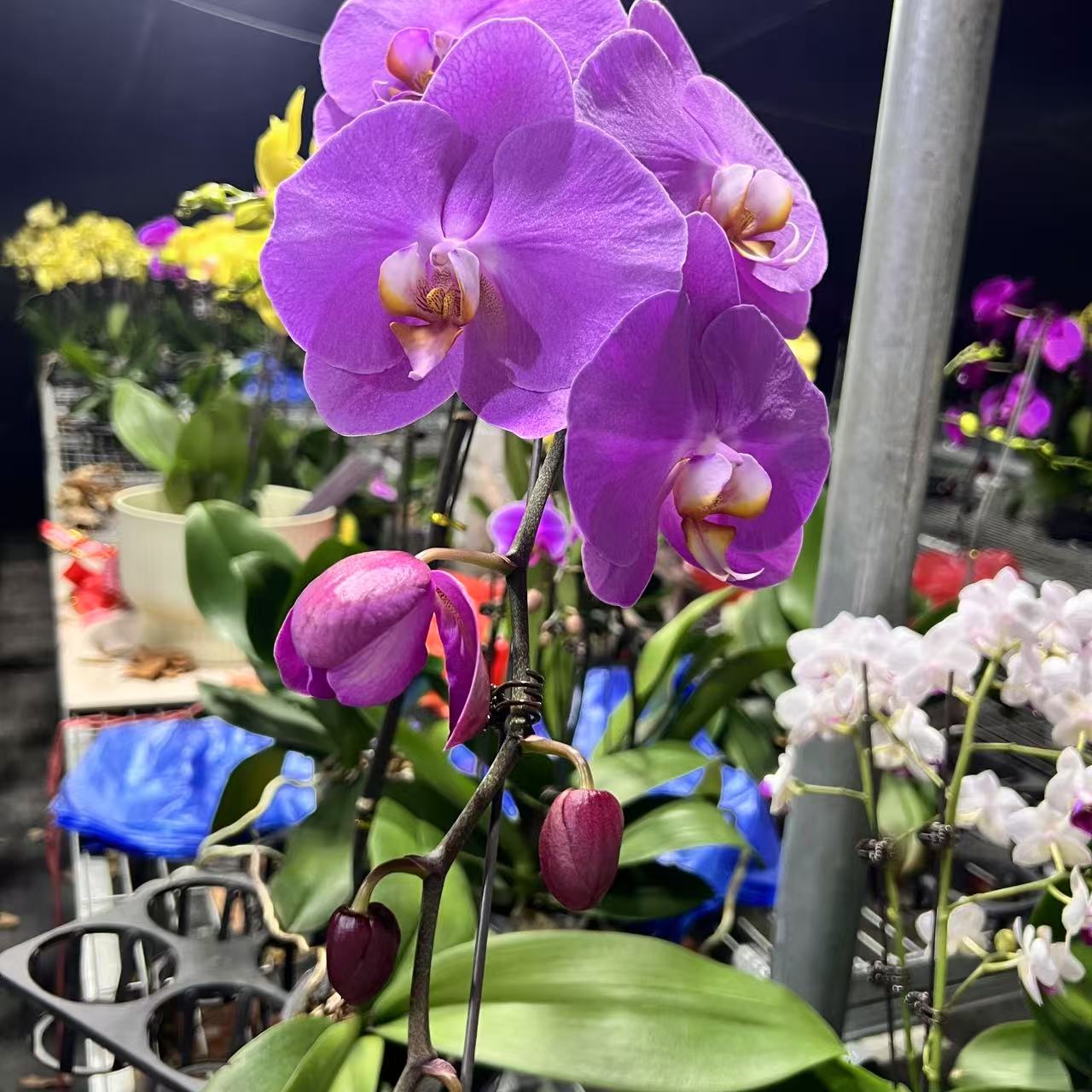 年宵花 蝴蝶兰 恭喜发财 （特级）