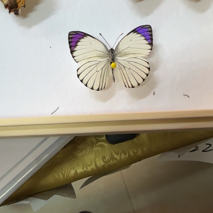 蝴蝶标本蝴蝶标本