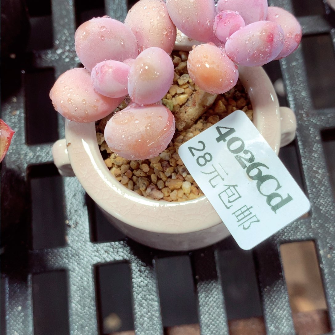 5厘米盆精控多肉4026