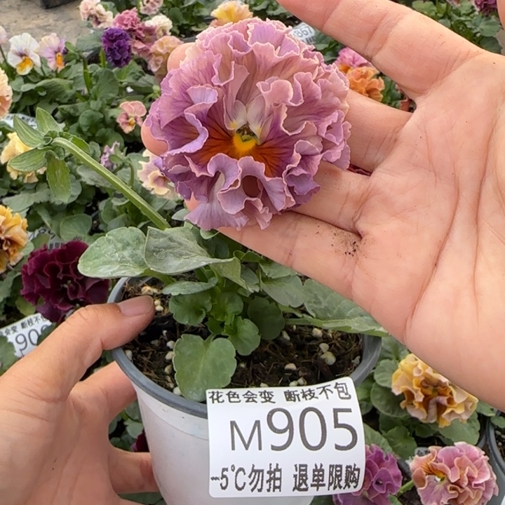无花朵M905小苗默认苗晃零下5勿拍