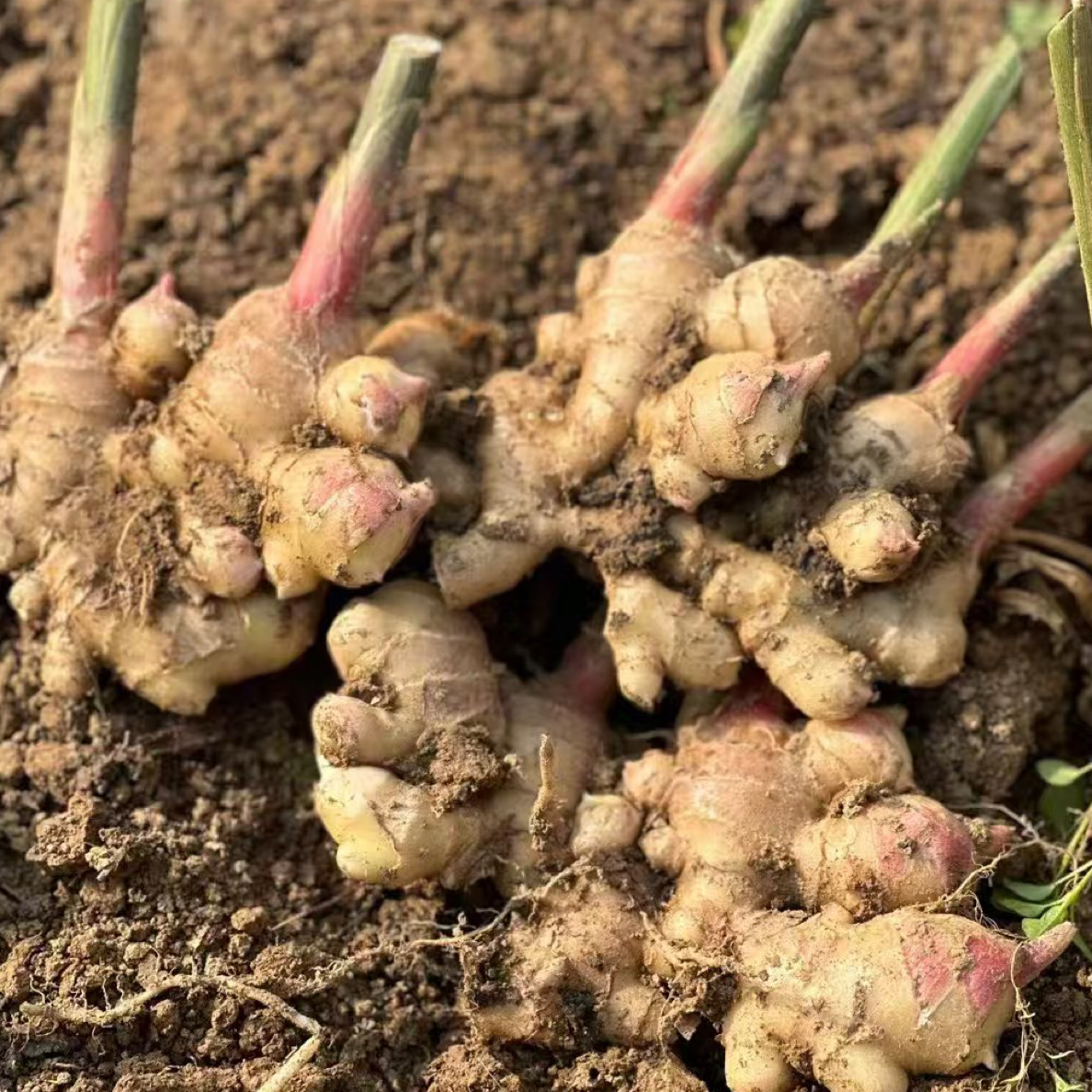 赵荣助农代卖农家生姜