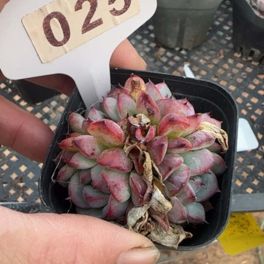 25马赛尔一物一拍多肉