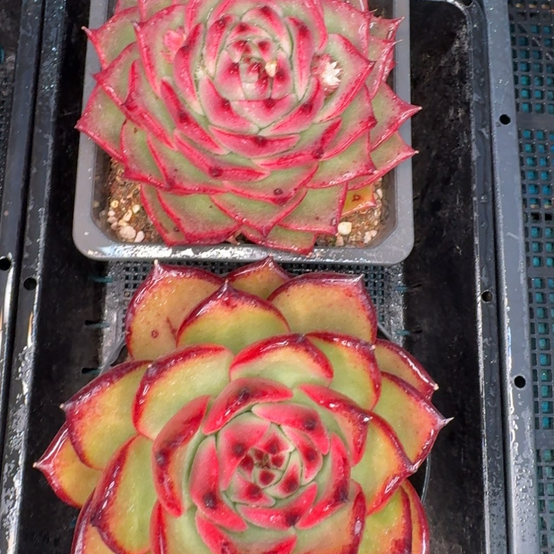 从前慢多肉精选编号1231-85