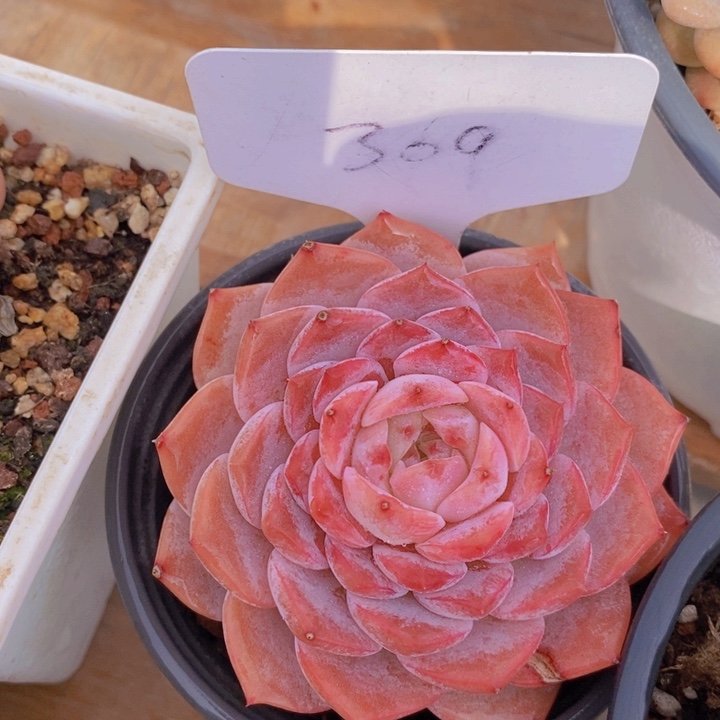 多肉植物，开心多肉