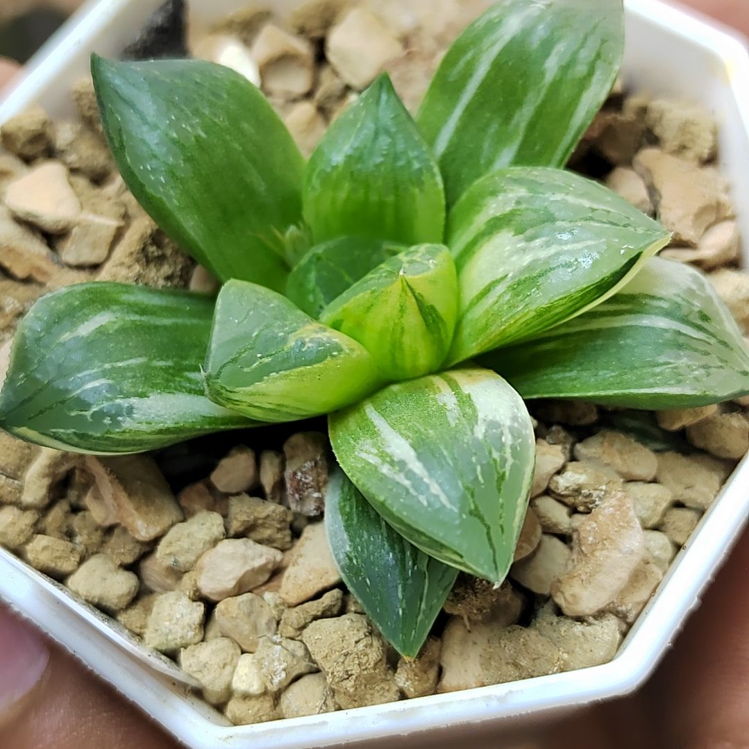 寿锦 5厘米左右一物一拍带盆