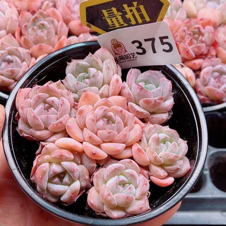 多肉植物多肉植物