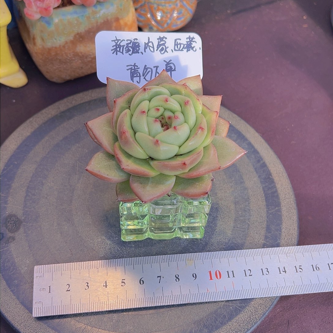 新品珍妮，裸根发货，