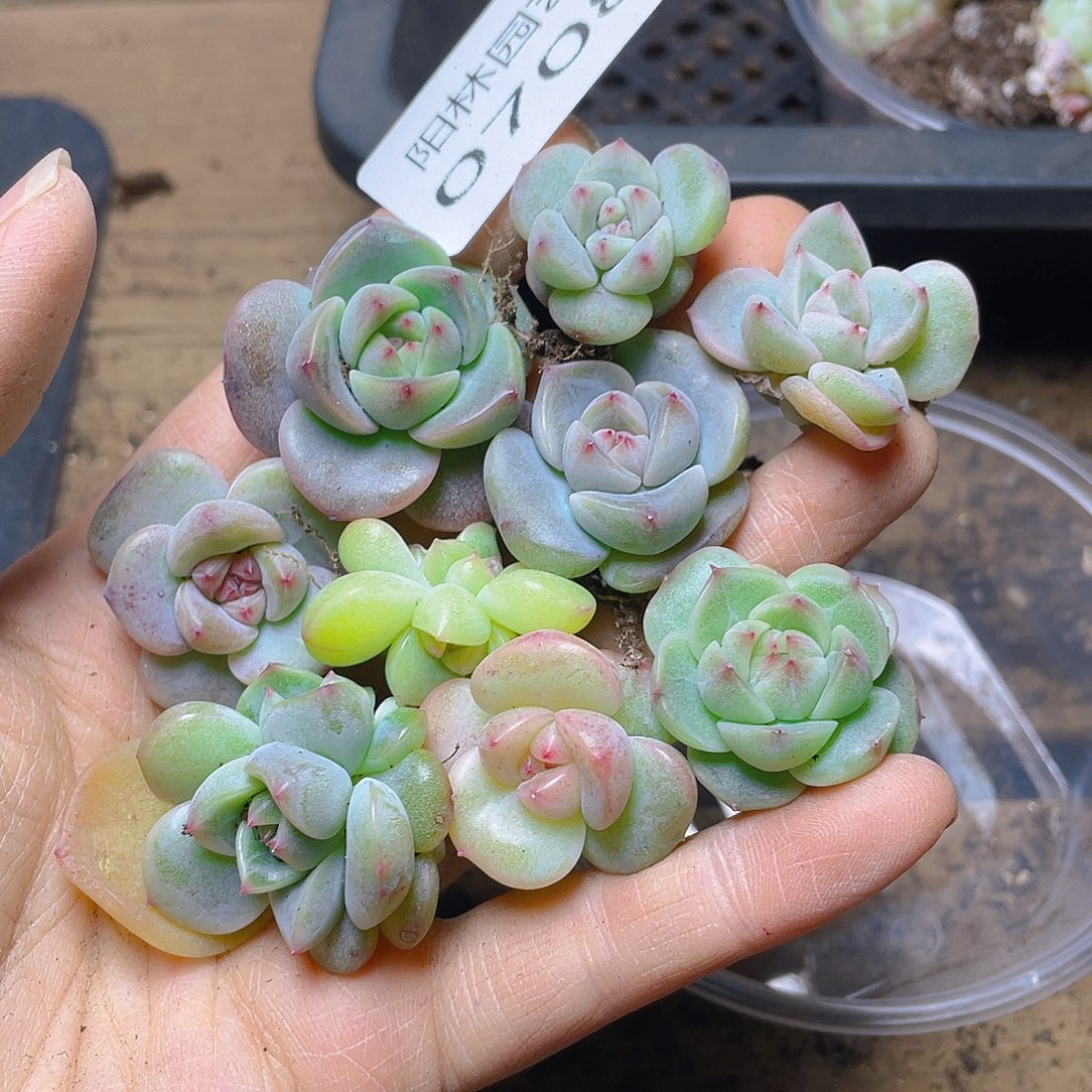 多肉植物多肉植物708