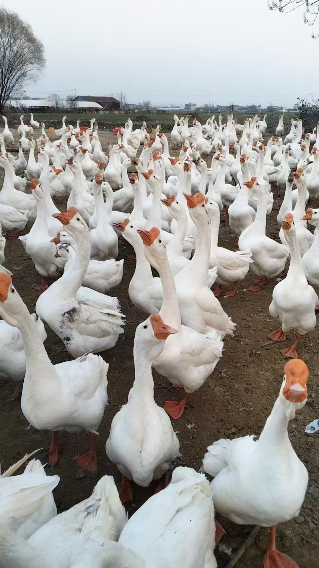 【现杀发货）（毛重）纯玉米喂养散养一年半老鹅！母鹅已下蛋！