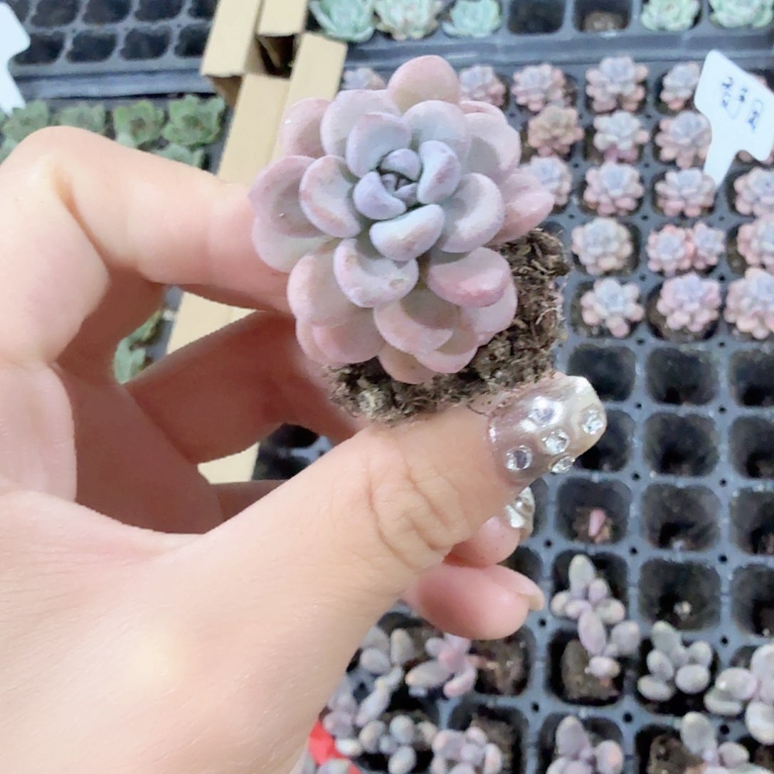 香芋团穴苗3颗一组