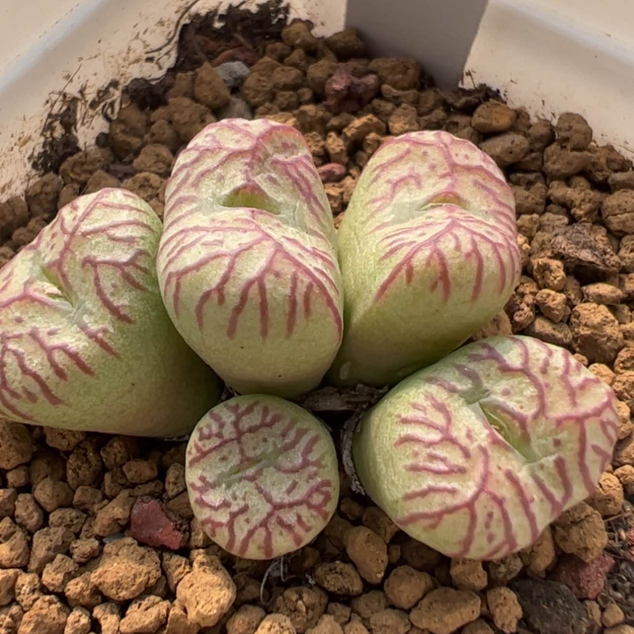 【闪购商品】390    