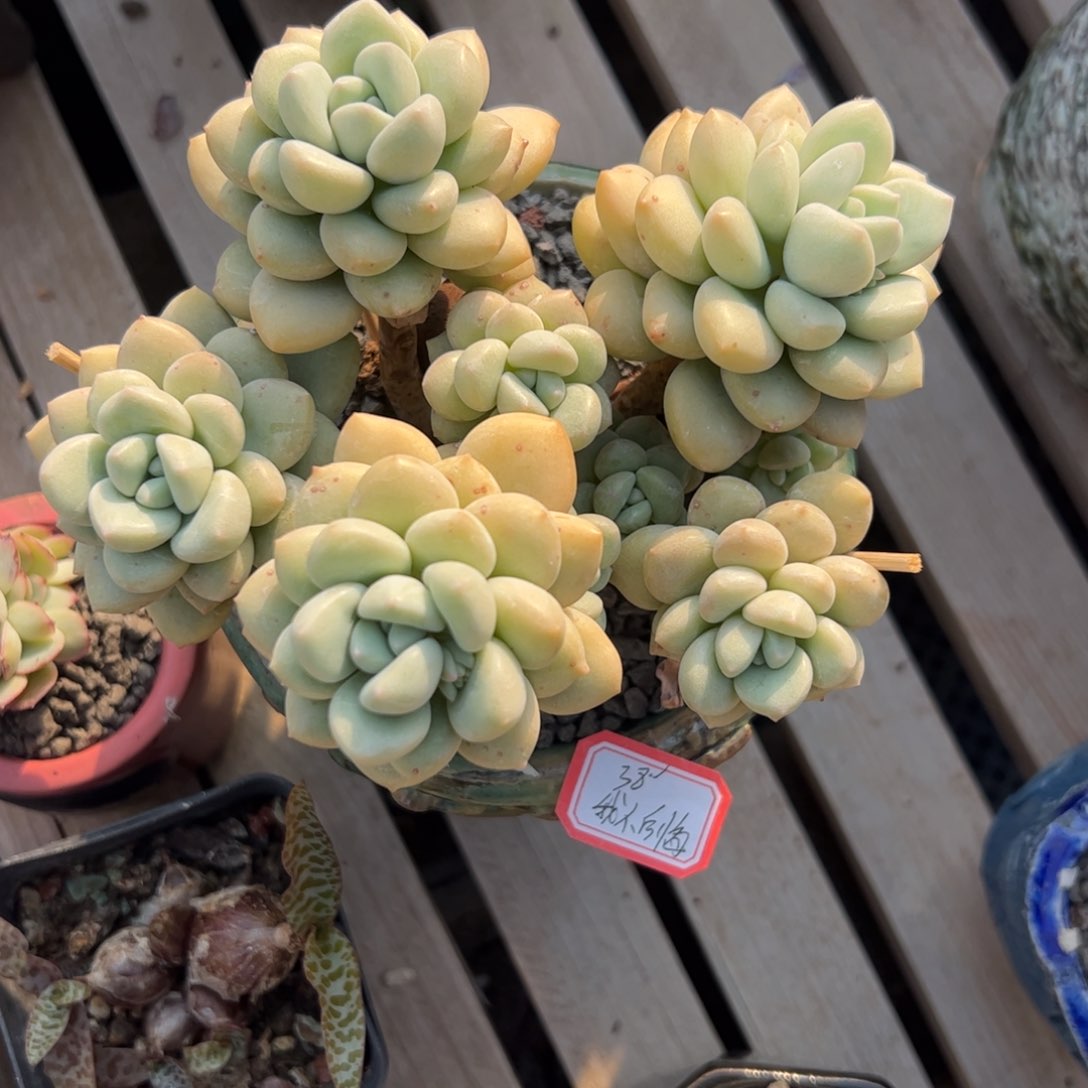 多肉植物多肉植物百科