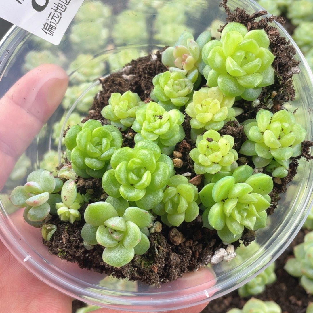 金桔糖一物一拍070