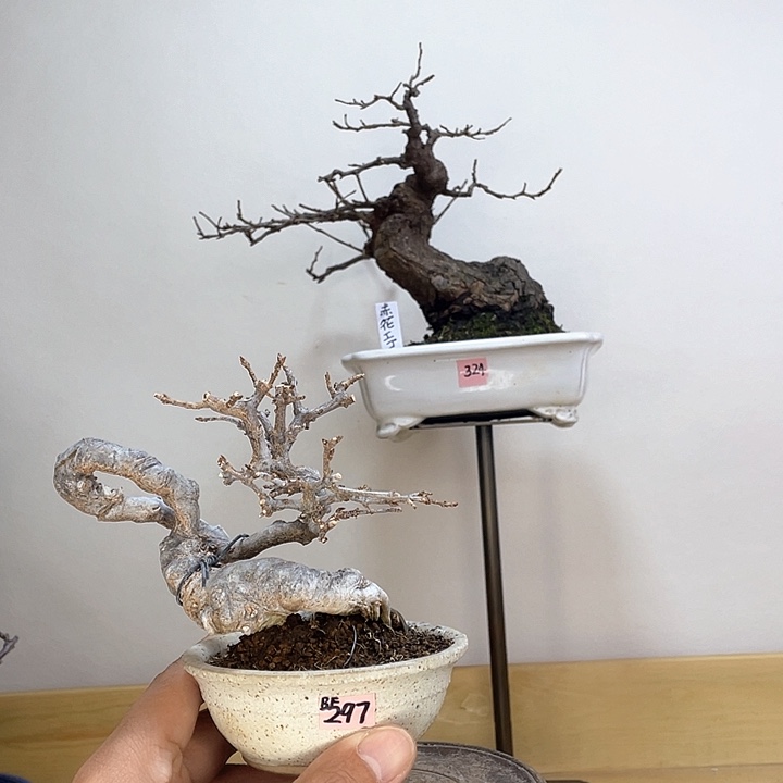 木本关野正唐枫盆栽