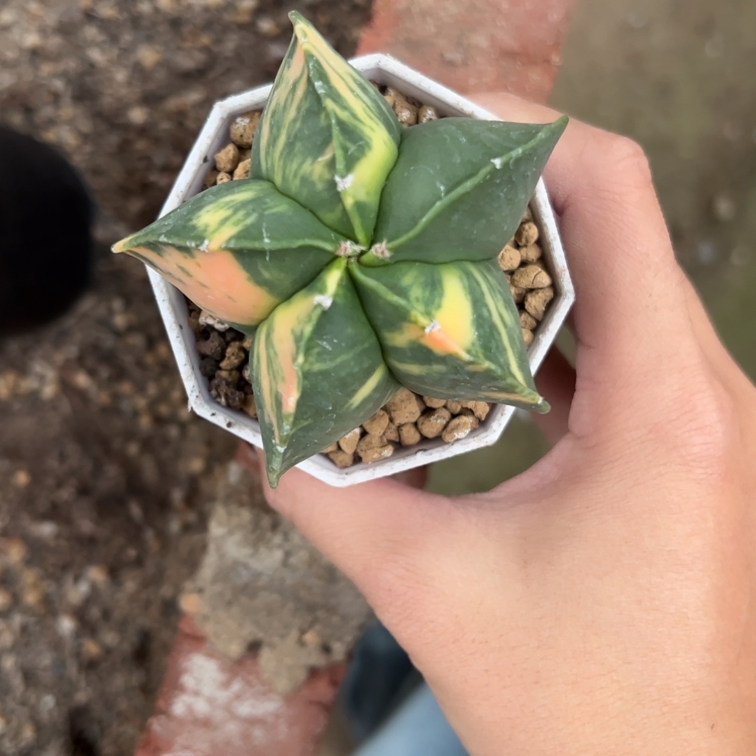 小***小实生鸾凤玉锦一物一拍